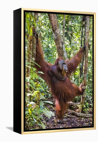 Indonesia, Central Kalimatan, Tanjung Puting National Park. a Male Orangutan Calling.-Nigel Pavitt-Framed Premier Image Canvas