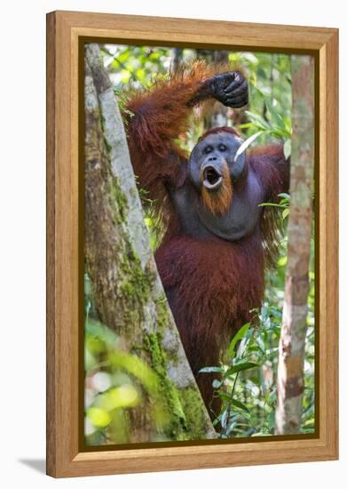 Indonesia, Central Kalimatan, Tanjung Puting National Park. a Male Orangutan Calling.-Nigel Pavitt-Framed Premier Image Canvas