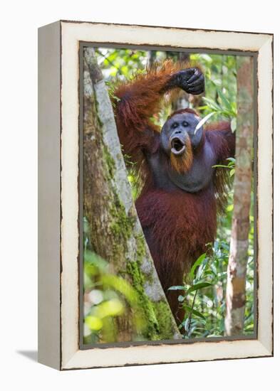 Indonesia, Central Kalimatan, Tanjung Puting National Park. a Male Orangutan Calling.-Nigel Pavitt-Framed Premier Image Canvas