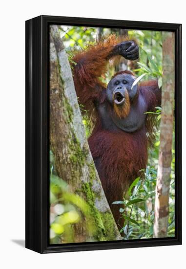 Indonesia, Central Kalimatan, Tanjung Puting National Park. a Male Orangutan Calling.-Nigel Pavitt-Framed Premier Image Canvas