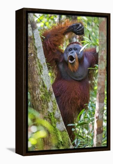 Indonesia, Central Kalimatan, Tanjung Puting National Park. a Male Orangutan Calling.-Nigel Pavitt-Framed Premier Image Canvas