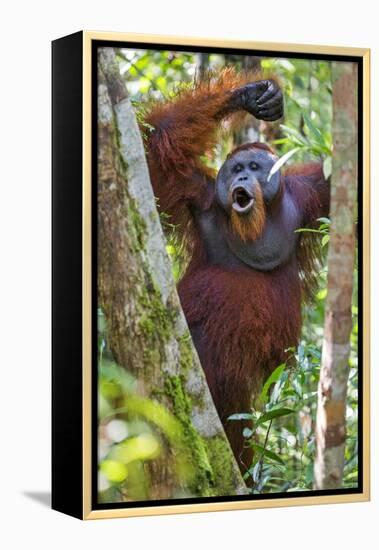 Indonesia, Central Kalimatan, Tanjung Puting National Park. a Male Orangutan Calling.-Nigel Pavitt-Framed Premier Image Canvas