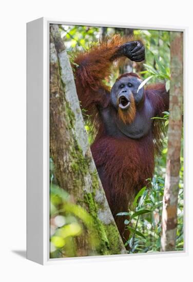 Indonesia, Central Kalimatan, Tanjung Puting National Park. a Male Orangutan Calling.-Nigel Pavitt-Framed Premier Image Canvas