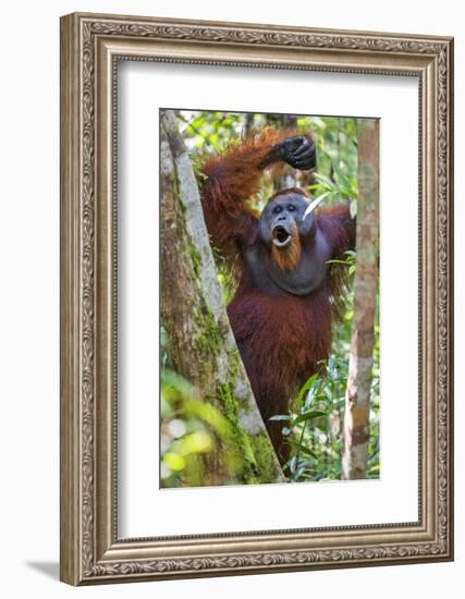 Indonesia, Central Kalimatan, Tanjung Puting National Park. a Male Orangutan Calling.-Nigel Pavitt-Framed Photographic Print