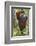 Indonesia, Central Kalimatan, Tanjung Puting National Park. a Male Orangutan Calling.-Nigel Pavitt-Framed Photographic Print