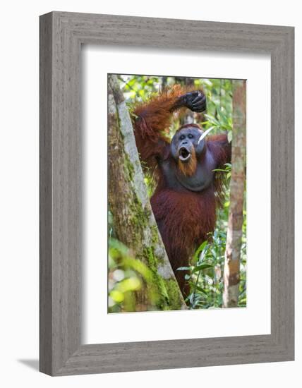 Indonesia, Central Kalimatan, Tanjung Puting National Park. a Male Orangutan Calling.-Nigel Pavitt-Framed Photographic Print