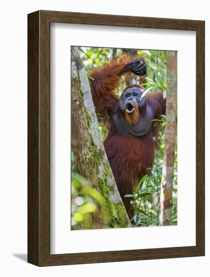 Indonesia, Central Kalimatan, Tanjung Puting National Park. a Male Orangutan Calling.-Nigel Pavitt-Framed Photographic Print