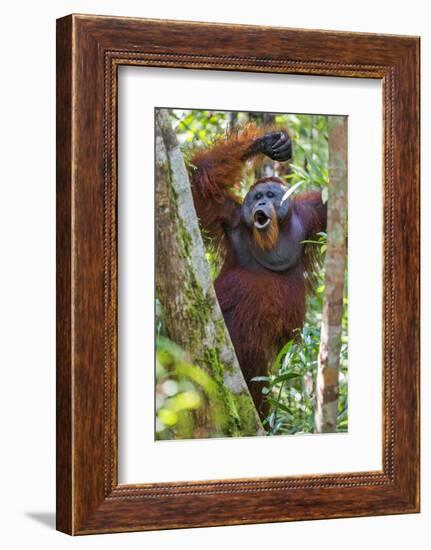 Indonesia, Central Kalimatan, Tanjung Puting National Park. a Male Orangutan Calling.-Nigel Pavitt-Framed Photographic Print