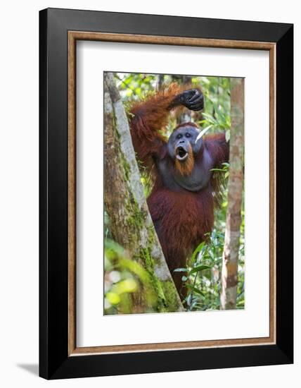 Indonesia, Central Kalimatan, Tanjung Puting National Park. a Male Orangutan Calling.-Nigel Pavitt-Framed Photographic Print