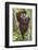 Indonesia, Central Kalimatan, Tanjung Puting National Park. a Male Orangutan Calling.-Nigel Pavitt-Framed Photographic Print