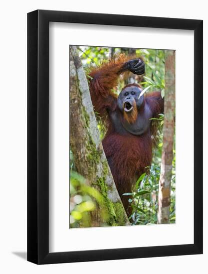 Indonesia, Central Kalimatan, Tanjung Puting National Park. a Male Orangutan Calling.-Nigel Pavitt-Framed Photographic Print