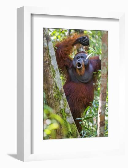 Indonesia, Central Kalimatan, Tanjung Puting National Park. a Male Orangutan Calling.-Nigel Pavitt-Framed Photographic Print