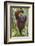 Indonesia, Central Kalimatan, Tanjung Puting National Park. a Male Orangutan Calling.-Nigel Pavitt-Framed Photographic Print