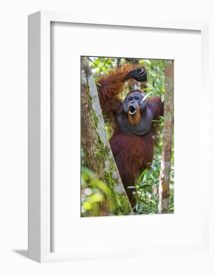 Indonesia, Central Kalimatan, Tanjung Puting National Park. a Male Orangutan Calling.-Nigel Pavitt-Framed Photographic Print