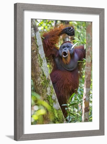 Indonesia, Central Kalimatan, Tanjung Puting National Park. a Male Orangutan Calling.-Nigel Pavitt-Framed Photographic Print