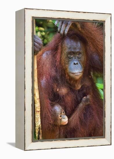 Indonesia, Central Kalimatan, Tanjung Puting National Park. a Mother and Baby Bornean Orangutan.-Nigel Pavitt-Framed Premier Image Canvas