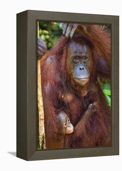 Indonesia, Central Kalimatan, Tanjung Puting National Park. a Mother and Baby Bornean Orangutan.-Nigel Pavitt-Framed Premier Image Canvas