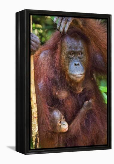 Indonesia, Central Kalimatan, Tanjung Puting National Park. a Mother and Baby Bornean Orangutan.-Nigel Pavitt-Framed Premier Image Canvas
