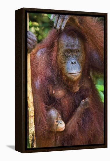 Indonesia, Central Kalimatan, Tanjung Puting National Park. a Mother and Baby Bornean Orangutan.-Nigel Pavitt-Framed Premier Image Canvas