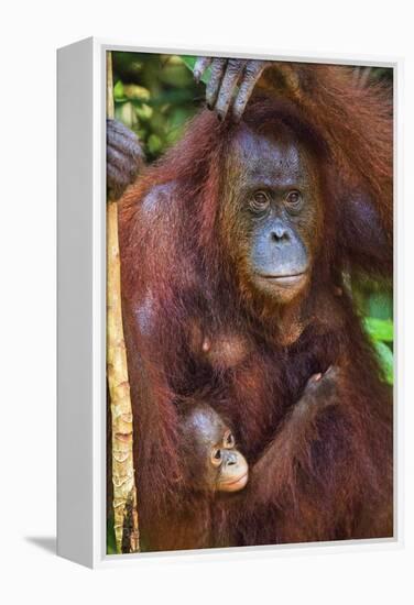 Indonesia, Central Kalimatan, Tanjung Puting National Park. a Mother and Baby Bornean Orangutan.-Nigel Pavitt-Framed Premier Image Canvas