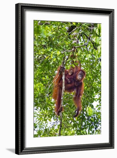 Indonesia, Central Kalimatan, Tanjung Puting National Park. a Mother and Baby Bornean Orangutan.-Nigel Pavitt-Framed Photographic Print