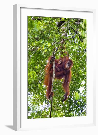 Indonesia, Central Kalimatan, Tanjung Puting National Park. a Mother and Baby Bornean Orangutan.-Nigel Pavitt-Framed Photographic Print