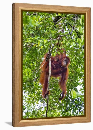 Indonesia, Central Kalimatan, Tanjung Puting National Park. a Mother and Baby Bornean Orangutan.-Nigel Pavitt-Framed Premier Image Canvas