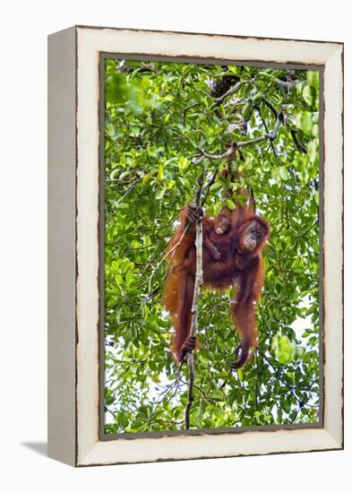 Indonesia, Central Kalimatan, Tanjung Puting National Park. a Mother and Baby Bornean Orangutan.-Nigel Pavitt-Framed Premier Image Canvas