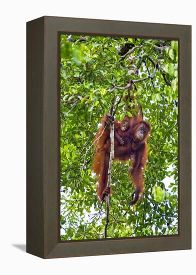 Indonesia, Central Kalimatan, Tanjung Puting National Park. a Mother and Baby Bornean Orangutan.-Nigel Pavitt-Framed Premier Image Canvas