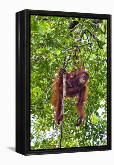 Indonesia, Central Kalimatan, Tanjung Puting National Park. a Mother and Baby Bornean Orangutan.-Nigel Pavitt-Framed Premier Image Canvas