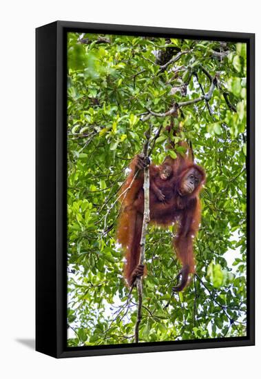 Indonesia, Central Kalimatan, Tanjung Puting National Park. a Mother and Baby Bornean Orangutan.-Nigel Pavitt-Framed Premier Image Canvas