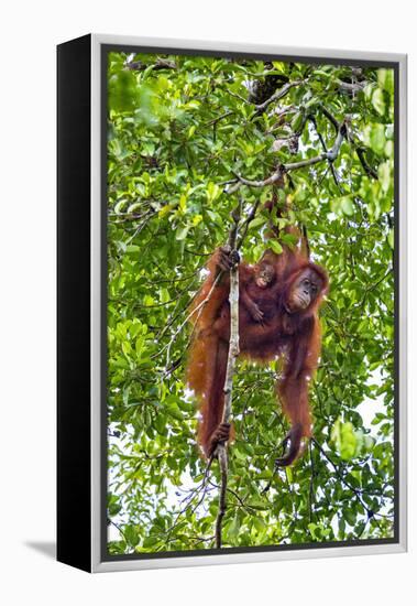 Indonesia, Central Kalimatan, Tanjung Puting National Park. a Mother and Baby Bornean Orangutan.-Nigel Pavitt-Framed Premier Image Canvas