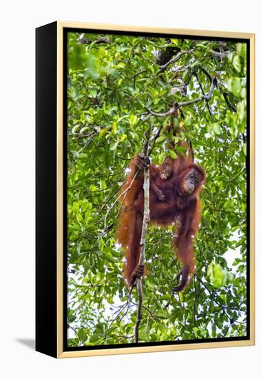 Indonesia, Central Kalimatan, Tanjung Puting National Park. a Mother and Baby Bornean Orangutan.-Nigel Pavitt-Framed Premier Image Canvas