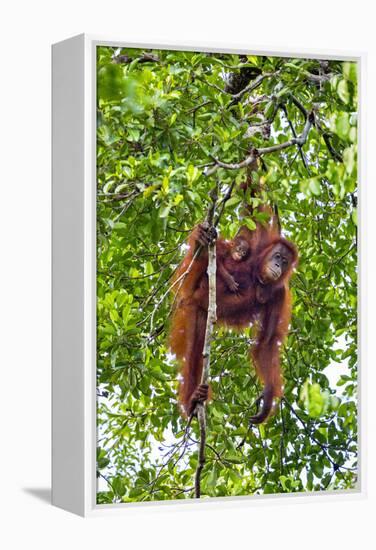 Indonesia, Central Kalimatan, Tanjung Puting National Park. a Mother and Baby Bornean Orangutan.-Nigel Pavitt-Framed Premier Image Canvas