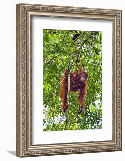 Indonesia, Central Kalimatan, Tanjung Puting National Park. a Mother and Baby Bornean Orangutan.-Nigel Pavitt-Framed Photographic Print