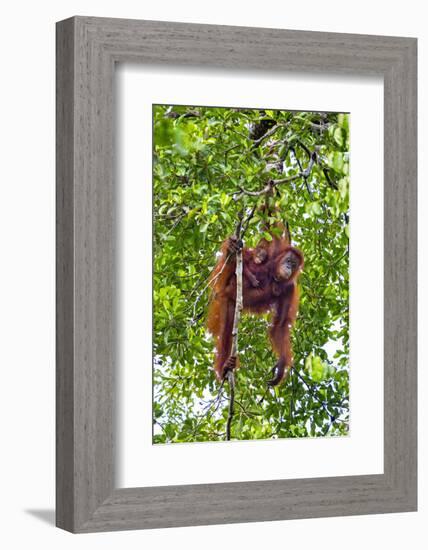 Indonesia, Central Kalimatan, Tanjung Puting National Park. a Mother and Baby Bornean Orangutan.-Nigel Pavitt-Framed Photographic Print