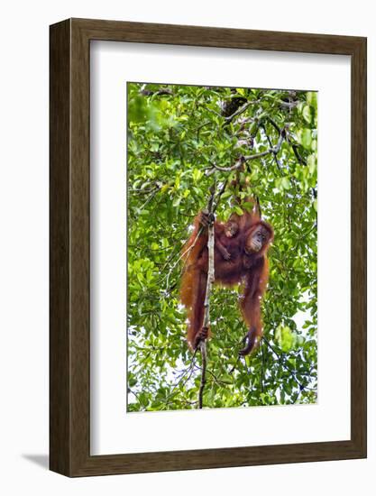 Indonesia, Central Kalimatan, Tanjung Puting National Park. a Mother and Baby Bornean Orangutan.-Nigel Pavitt-Framed Photographic Print