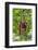 Indonesia, Central Kalimatan, Tanjung Puting National Park. a Mother and Baby Bornean Orangutan.-Nigel Pavitt-Framed Photographic Print