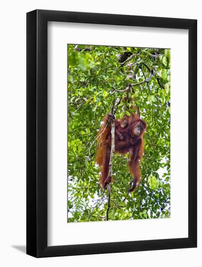 Indonesia, Central Kalimatan, Tanjung Puting National Park. a Mother and Baby Bornean Orangutan.-Nigel Pavitt-Framed Photographic Print