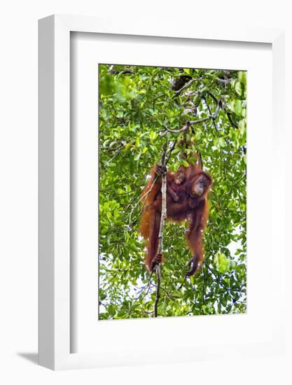 Indonesia, Central Kalimatan, Tanjung Puting National Park. a Mother and Baby Bornean Orangutan.-Nigel Pavitt-Framed Photographic Print