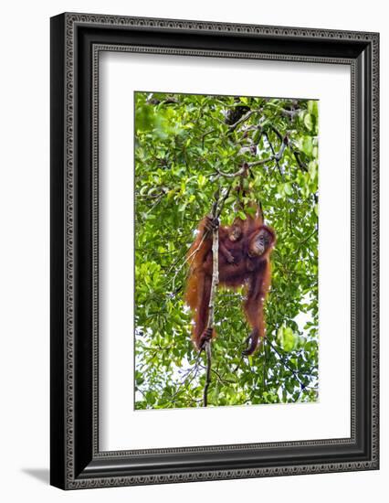 Indonesia, Central Kalimatan, Tanjung Puting National Park. a Mother and Baby Bornean Orangutan.-Nigel Pavitt-Framed Photographic Print