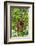 Indonesia, Central Kalimatan, Tanjung Puting National Park. a Mother and Baby Bornean Orangutan.-Nigel Pavitt-Framed Photographic Print