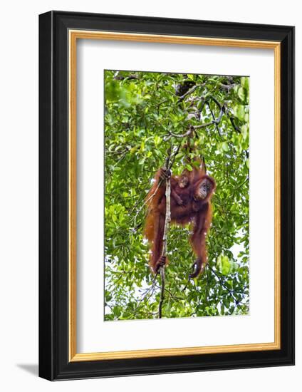 Indonesia, Central Kalimatan, Tanjung Puting National Park. a Mother and Baby Bornean Orangutan.-Nigel Pavitt-Framed Photographic Print