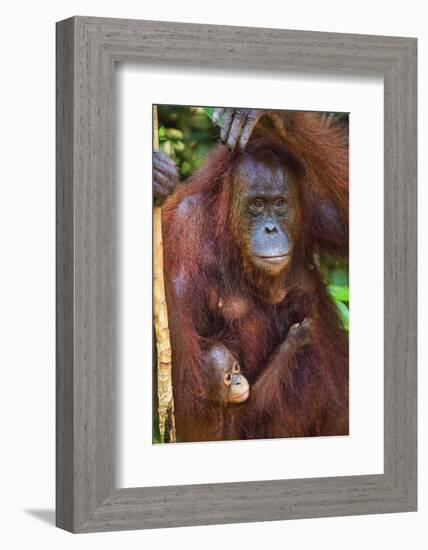 Indonesia, Central Kalimatan, Tanjung Puting National Park. a Mother and Baby Bornean Orangutan.-Nigel Pavitt-Framed Photographic Print