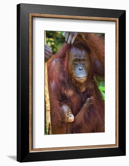 Indonesia, Central Kalimatan, Tanjung Puting National Park. a Mother and Baby Bornean Orangutan.-Nigel Pavitt-Framed Photographic Print