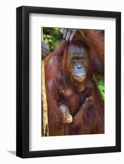 Indonesia, Central Kalimatan, Tanjung Puting National Park. a Mother and Baby Bornean Orangutan.-Nigel Pavitt-Framed Photographic Print