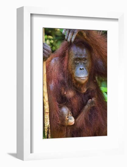 Indonesia, Central Kalimatan, Tanjung Puting National Park. a Mother and Baby Bornean Orangutan.-Nigel Pavitt-Framed Photographic Print