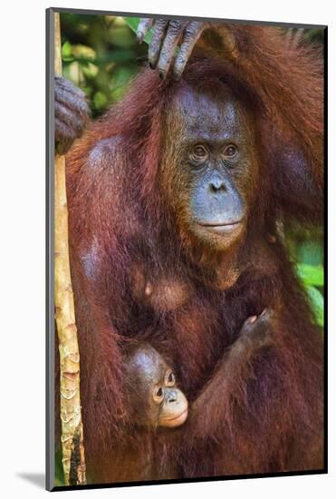 Indonesia, Central Kalimatan, Tanjung Puting National Park. a Mother and Baby Bornean Orangutan.-Nigel Pavitt-Mounted Photographic Print