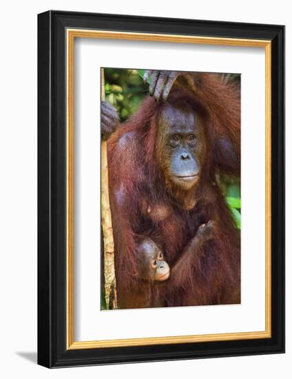 Indonesia, Central Kalimatan, Tanjung Puting National Park. a Mother and Baby Bornean Orangutan.-Nigel Pavitt-Framed Photographic Print