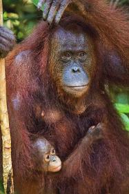 Tanjung rhu malaysia hotels & motels. Ohio Tanjung - Indonesia, Central Kalimatan, Tanjung Puting National Park ...